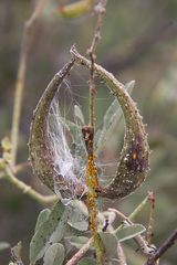 Pergularia daemia daemia