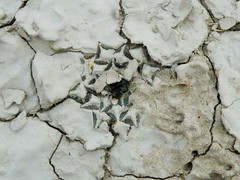 Ariocarpus kotschoubeyanus