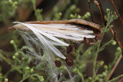 Pergularia daemia daemia