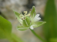 Stellaria calycantha
