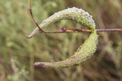 Pergularia daemia daemia