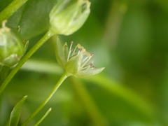 Stellaria calycantha