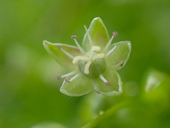 Stellaria calycantha