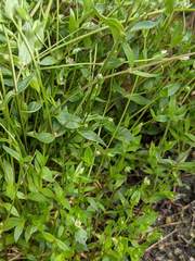 Stellaria calycantha