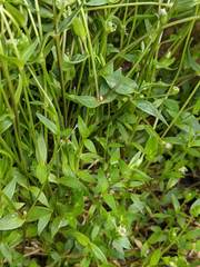 Stellaria calycantha