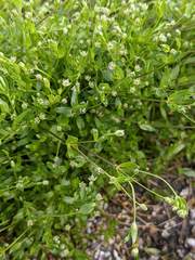 Stellaria calycantha