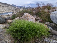 Stellaria calycantha