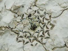 Ariocarpus kotschoubeyanus