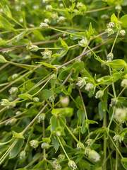 Stellaria calycantha