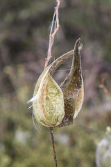 Pergularia daemia daemia