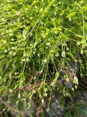 Stellaria calycantha