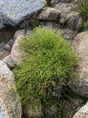 Stellaria calycantha