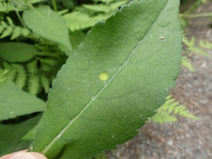 Puccinia cnici-oleracei