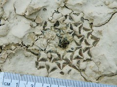 Ariocarpus kotschoubeyanus