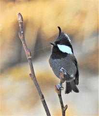 Periparus ater melanolophus