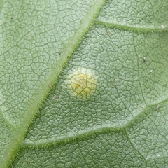 Puccinia cnici-oleracei