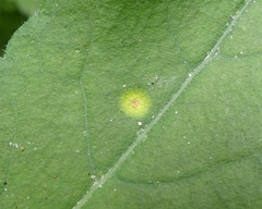 Puccinia cnici-oleracei
