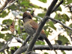 Grammatoptila striata