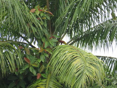 Psarocolius bifasciatus