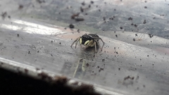 Heliophanus cupreus