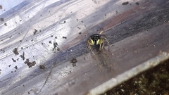Heliophanus cupreus