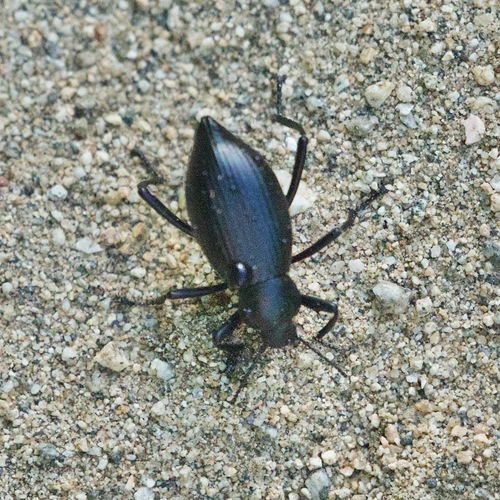 Eleodes eschscholtzii
