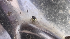 Heliophanus cupreus