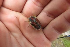 Trichostetha capensis
