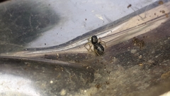Heliophanus cupreus
