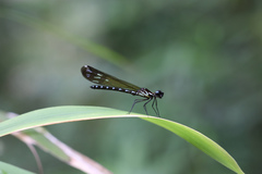 Heliocypha perforata