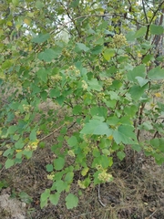 Physocarpus opulifolius