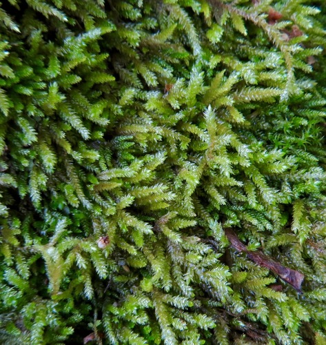 iNaturalist observation photo of Mosses