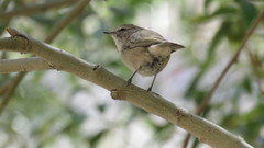 Phylloscopus neglectus