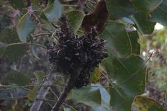 Protea witches broom phytoplasma