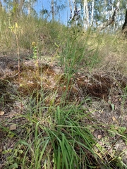 Anthericum ramosum