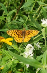 Boloria bellona