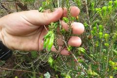 Erica viridiflora viridiflora