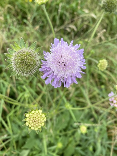 Field Scabious