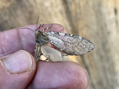 Pseudohemihyalea edwardsii