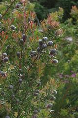 Leucadendron conicum