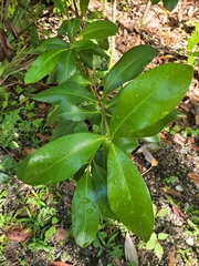 Myrsine cubana
