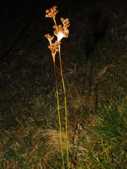 Juncus squarrosus