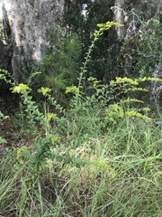Solidago chapmanii