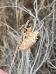 Cicada barbara lusitanica