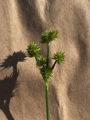 Juncus torreyi