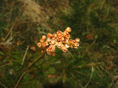 Juncus squarrosus