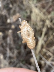 Cicada barbara lusitanica