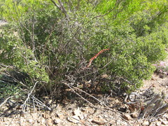 Gasteria disticha disticha