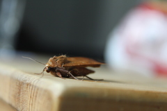 Noctua