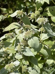 Eremnophila aureonotata